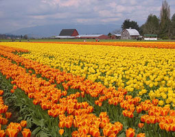 Tulips in the Skagit Valley