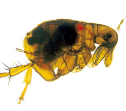 A slimy film (red) produced by the Plague's bacterium keeps food from reaching a flea's stomach, sending it on a feeding frenzy that helps spread the disease. Courtesy BJ Hinnebusch,
Rocky Mountain Labs, NIAID/NIH.