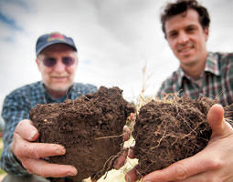 Soil scientists Craig Cogger (left) and Doug Collins present the result of their experiments with organic no-till at Puyallup Research and Extension Center, soil rich in
organic matter and microbial life. <em>Zach Mazur</em>