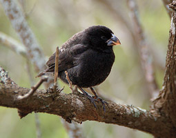 Charles Darwin studied the beaks of birds such as the medium ground finch, Geospiza foris, to develop his theory of evolution. Ecological immunologists like WSU’s Jeb Owen are interested in how the birds’ evolution might be affected by pathogens causing nest fly lesions and avian pox virus. <em>Mark Walport</em>