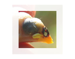 A finch with a nest fly lesion.