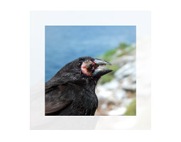 A finch with avian pox virus.