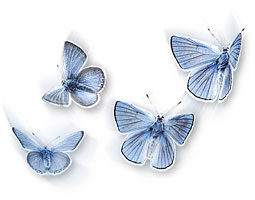 Fender’s blue butterflies