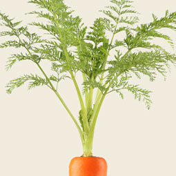 Carrots