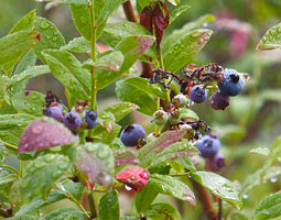 Blueberries. by Matt Hagen