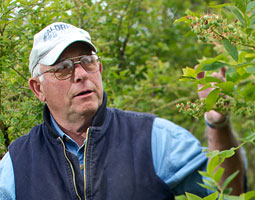 Glenn Aldrich ’58, ’62 in his blueberry field. <em>Matt Hagen/Staff Photoillustration</em>