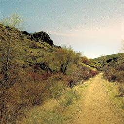 Cowiche Canyon, a Rails to Trails site, is a beautiful remnant of shrub-steppe habitat. <em>Staff photo</em>