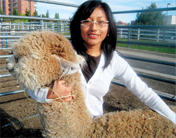 With a veterinary master’s degree in hand, Yessenia Picha returns to her country, where 80 percent of the world’s alpacas reside. <em>Mushtaq Memon</em> With a veterinary master’s degree in hand, Yessenia Picha returns to her country, where 80 percent of the world’s alpacas reside. <em>Mushtaq Memon</em>