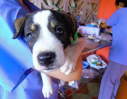 Chancho, a puppy treated by World Vets in Nicaragua. <em>Andrea Castillo ’12</em>
