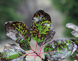 The madrone leaf blight can make trees look dead from afar, even if it is rarely fatal. <em>Courtesy Gary Chastagner</em>