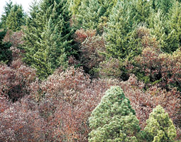 Blighted madrones. <em>Courtesy Gary Chastagner</em>