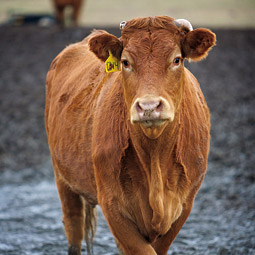 A member of the Three Sisters herd. <em>Matt Hagen</em>