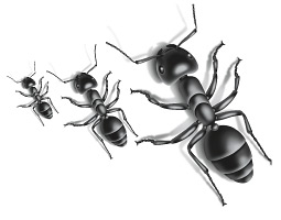 Ants. By Aaron Ashley