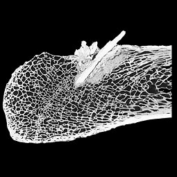 A CT scan confirms the bone contained a projectile. <em>Courtesy Texas A&M University</em>