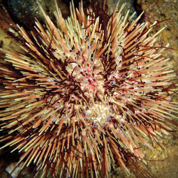 Green sea urchin <em>Strongylocentrotus droebachiensis</em>. <em>Courtesy Shaw Ocean Discovery Centre</em>