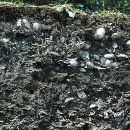 Amidst the clamshells and “fire-altered rock,” a midden offers tantalizing clues about a culture. <em>Staff photo</em>