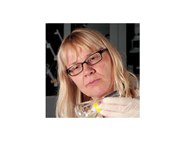 Birgitte Ahring has developed a process to break down wood using oxidation, steam, and enzymes. <em>Robert Hubner</em>