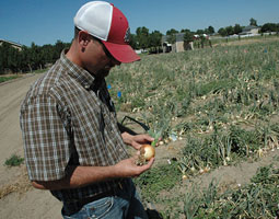 Regional vegetable specialist Tim Waters ’02, ’09 PhD conducts trials on his plot in Pasco to determine the most effective order of pesticide application in order to control thrips, the most serious of insect pests to Columbia Basin onions, and avoid resistance. <em>Staff photo</em>