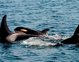 Newborn orca off Kingston. <em>Candice Emmons/Northwest Fisheries Science Center (NMFS Permit 781-1824)</em>