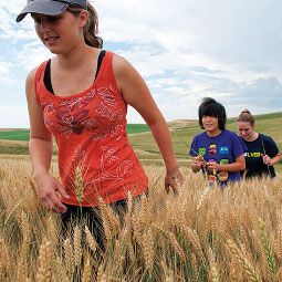Arlington engineering junior Laurel Graves (far left) and other student researchers help compile reams of data to gauge a wheat crop’s role in climate change. <em>Zach Mazur</em>