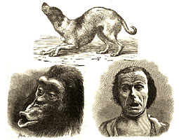 The biology of emotions has intrigued scientists back to Charles Darwin, author of The Expression of Emotion in Man and Animals, which featured these illustrations.