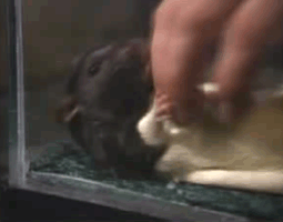 The hypersonic chirps of tickled rats, says Panksepp, are the 'first validated indicator of social joy' in animal science. Video frames courtesy Jaak Panksepp