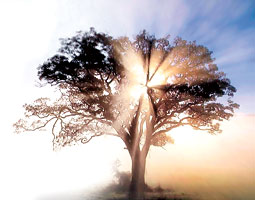 Tree in sunlight. <em>Staff photoillustration/Wikimedia</em>