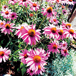 Flowers in the Horticulture and Landscape Architecture Display Garden. Emily Smudde/WSU News