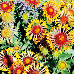 Flowers in the Horticulture and Landscape Architecture Display Garden. Emily Smudde/WSU News