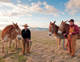 Sheryl Hagen-Zakarison and Eric Zakarison--and their three Belgian mules--at their farm north of Pullman. <em>Zach Mazur</em> Sheryl Hagen-Zakarison and Eric Zakarison--and their three Belgian mules--at their farm north of Pullman. <em>Zach Mazur</em>