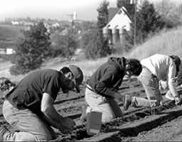 The Pullman station is responsible for maintaining the National Germplasm System’s garlic collection. Garlic must be replanted every fall—all 195 lines. <em>Photo Robert Hubner</em>