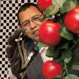 Manoj Karkee works with a sensory glove to study how robotics could pick some of the 17 billion apples harvested in Washington state annually. <em>Photo Robert Hubner</em>