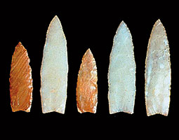 There is no question about the human origin of these Clovis points from the Richey-Roberts Clovis Cache near East Wenatchee. <em>Courtesy Mike Gramly/Washington State Historical Society</em> There is no question about the human origin of these Clovis points from the Richey-Roberts Clovis Cache near East Wenatchee. <em>Courtesy Mike Gramly/Washington State Historical Society</em>