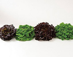 Red and green Salanova in butter and oak leaf types are being tested for overwinter suitability in the Puget Sound region. Courtesy Johnny’s Selected Seeds Red and green Salanova in butter and oak leaf types are being tested for overwinter suitability in the Puget Sound region. Courtesy Johnny’s Selected Seeds