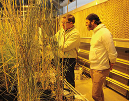 WSU Senior Scientific Assistant Steve Lyon (left) explains wheat hybridization to Chad Robertson, owner of Tartine Bakery, San Francisco. <em>Photo Kim Binczewski</em>