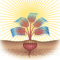 Electricity from a beet