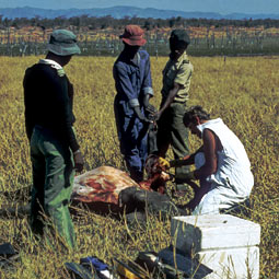Animal disease research in Africa.