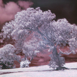 Tree in infrared