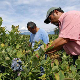 'Farming's a market-driven business,' says Steve Sakuma '70 (pictured left), inspecting berries with his brother, Richard.