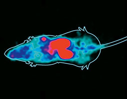PET scan of a mouse injected with a marker chemical that binds to PMSA protein on prostate cancer cells. Red areas show the marker in the kidneys (large ovals) and in a tumor in one shoulder, where the cancer cells had been transplanted some weeks earlier. Scan image courtesy Cliff Berkman PET scan of a mouse injected with a marker chemical that binds to PMSA protein on prostate cancer cells. Red areas show the marker in the kidneys (large ovals) and in a tumor in one shoulder, where the cancer cells had been transplanted some weeks earlier. Scan image courtesy Cliff Berkman