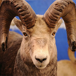 Display mount of a bighorn sheep at Conner Museum.