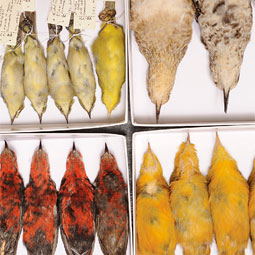 Bird skins from the Mariana Islands, collected and prepared by alumni Jim Reichel and Derek Stinson.
