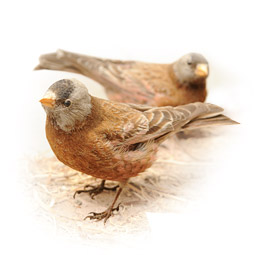 Display mount of gray-crowned rosy finches. The finches were prepared by William T. Shaw, who directed and curated the museum from 1906 to 1925.