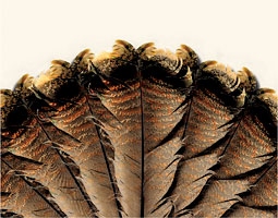 Turkey tail feathers illustration