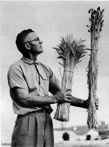Dr. Orville Vogel, WSU plant breeder stationed at WSU, compares recently released Gaines wheat with an older variety.