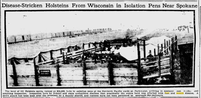 Spokane newspaper photo of cattle stricken with Foot and Mouth disease isolated in pens.