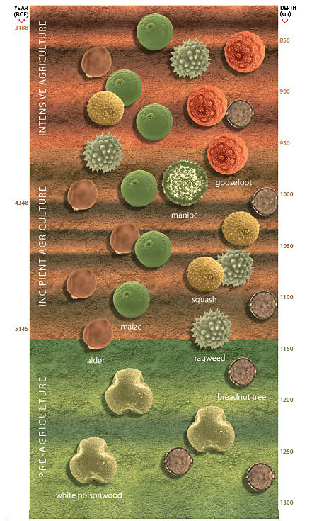 pollen timeline