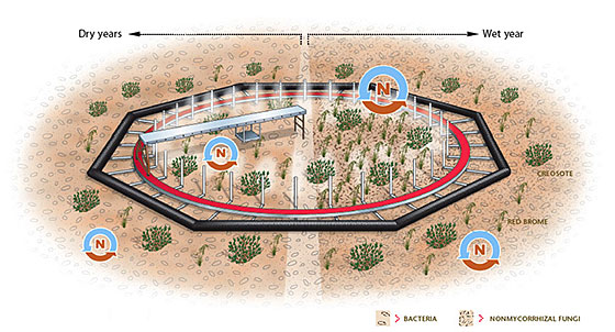 soil study site in Mojave Desert