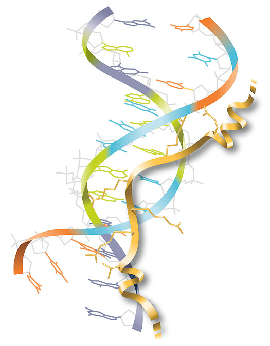 molecule illustrations