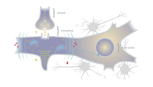 Neuron illustration